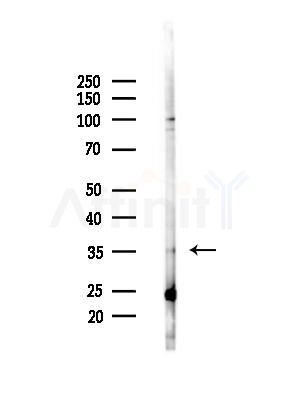 TAS2R44 Antibody - Western blot analysis of lysates from 293 cells(starvation,24h treatment), using TAS2R44 Antibody at 1/1000 dilution.