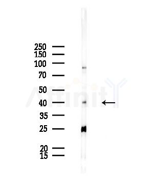 TAS2R46 Antibody - Western blot analysis of lysates from Rat liver, using TAS2R46 Antibody at 1/1000 dilution.