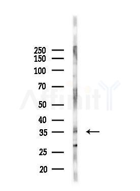 HCG39951 Antibody - Western blot analysis of lysates from 293 cells(starvation,24h treatment), using HCG39951 Antibody at 1/1000 dilution.