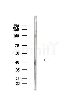 p38 gamma/delta Antibody - Western blot analysis of lysates from B16F10-HUC(heat-shock treatment), using p38 gamma/delta Antibody at 1/1000 dilution.