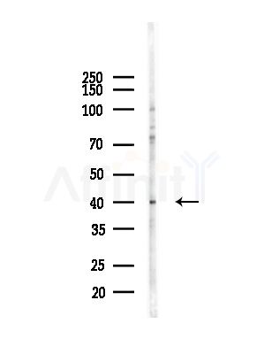 ARL13B Antibody - Western blot analysis of lysates from COLO205 cells(heat-shock,45min treatment), using ARL13B Antibody at 1/1000 dilution.