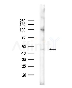 SMCR7L/MID51 Antibody - Western blot analysis of lysates from Rat brain, using SMCR7L/MID51 Antibody at 1/1000 dilution.