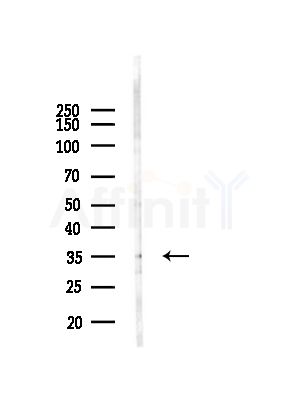 ECHS1 Antibody - Western blot analysis of lysates from Mouse testis, using ECHS1 Antibody at 1/1000 dilution.
