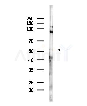 MKS1 Antibody - Western blot analysis of lysates from HepG2 cells, using MKS1 Antibody at 1/1000 dilution.