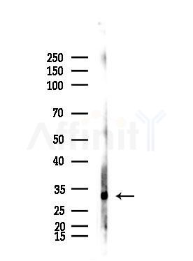 SGTA Antibody - Western blot analysis of lysates from Raji cells(heat-shock,45min treatment), using SGTA Antibody at 1/1000 dilution.