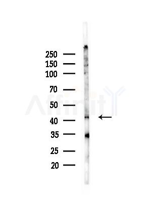 NDE1 Antibody - Western blot analysis of lysates from PC12 cells(LPS, 4h treatment), using NDE1 Antibody at 1/1000 dilution.