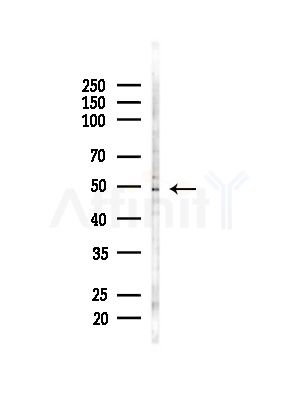 SMCR7/MID49 Antibody - Western blot analysis of lysates from Mouse brain, using SMCR7/MID49 Antibody at 1/1000 dilution.