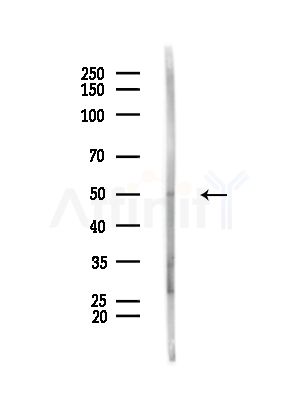 IFT57 Antibody - Western blot analysis of lysates from Mouse testis, using IFT57 Antibody at 1/1000 dilution.