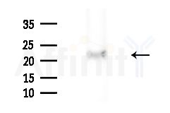 Tim23 Antibody - Western blot analysis of extracts from Mouse liver, using Tim23 Antibody at 1/1000 dilution.