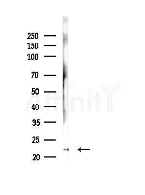 Tim23 Antibody - Western blot analysis of lysates from Mouse liver, using Tim23 Antibody at 1/1000 dilution.