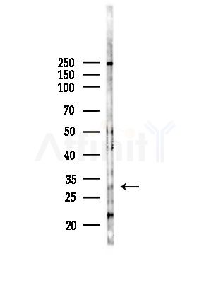 RAB27B Antibody - Western blot analysis of lysates from Mouse brain, using RAB27B Antibody at 1/1000 dilution.