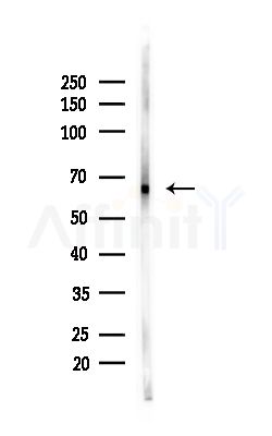 HEPACAM Antibody - Western blot analysis of lysates from Mouse brain, using HEPACAM Antibody at 1/1000 dilution.