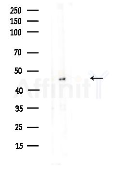 SQRDL Antibody - Western blot analysis of lysates from HUVEC cells(UV,30min treatment), using SQRDL Antibody at 1/1000 dilution.