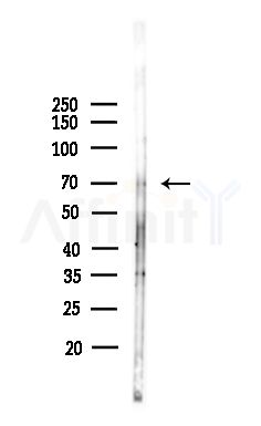 BRD7 Antibody - Western blot analysis of lysates from Hela cells(heat-shock,45min treatment), using BRD7 Antibody at 1/1000 dilution.