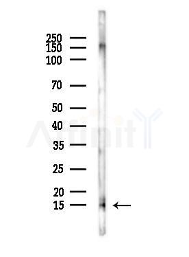 CISD2 Antibody - Western blot analysis of lysates from Mouse testis, using CISD2 Antibody at 1/1000 dilution.