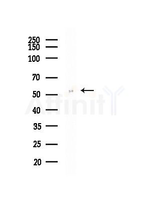 EDIL3 Antibody - Western blot analysis of lysates from Rat brain, using EDIL3 Antibody at 1/1000 dilution.