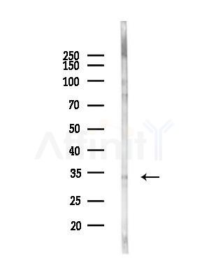 GOLPH3 Antibody - Western blot analysis of lysates from EC304 cells(heat-shock,45min treatment), using GOLPH3 Antibody at 1/1000 dilution.