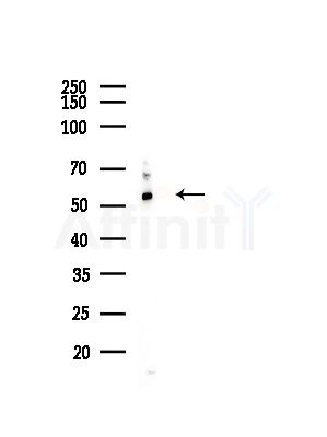 HMGCS1 Antibody - Western blot analysis of lysates from Mouse testis, using HMGCS1 Antibody at 1/1000 dilution.