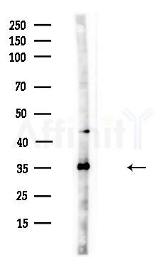 LDHB Antibody - Western blot analysis of lysates from HUVEC cells(UV,30min treatment), using LDHB Antibody at 1/1000 dilution.