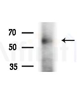 Quiescin Q6 Antibody - Western blot analysis of extracts from Rat brain, using Quiescin Q6 Antibody at 1/1000 dilution.