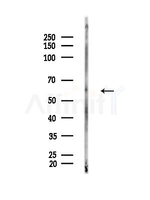 Quiescin Q6 Antibody - Western blot analysis of lysates from Rat brain, using Quiescin Q6 Antibody at 1/1000 dilution.