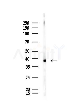PSAT1 Antibody - Western blot analysis of lysates from Rat brain, using PSAT1 Antibody at 1/1000 dilution.
