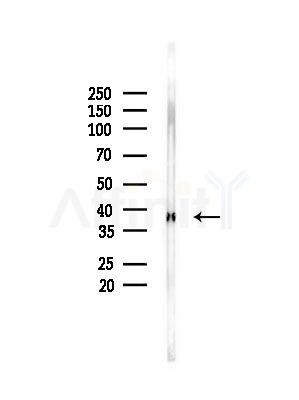 PSAT1 Antibody - Western blot analysis of lysates from Mouse testis, using PSAT1 Antibody at 1/1000 dilution.