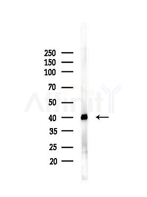 PSAT1 Antibody - Western blot analysis of lysates from PC12 cells(LPS, 4h treatment), using PSAT1 Antibody at 1/1000 dilution.