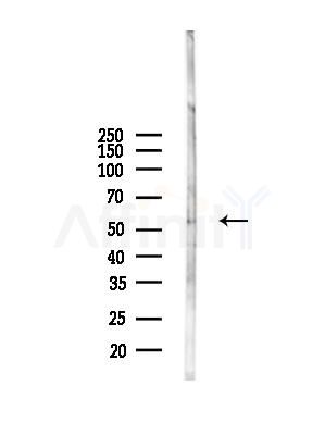 UGT2B7 Antibody - Western blot analysis of lysates from Mouse liver, using UGT2B7 Antibody at 1/1000 dilution.
