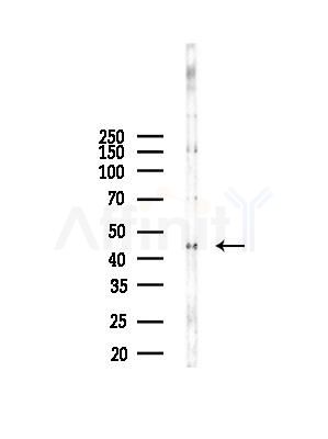 ADRM1 Antibody - Western blot analysis of lysates from Mouse liver, using ADRM1 Antibody at 1/1000 dilution.