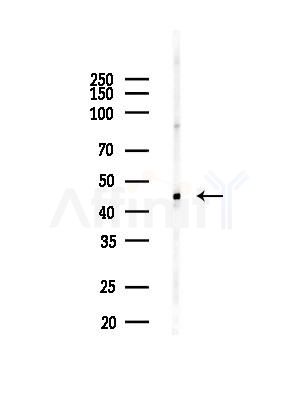 ADRM1 Antibody - Western blot analysis of lysates from HUVEC cells(LPC4h treatment), using ADRM1 Antibody at 1/1000 dilution.