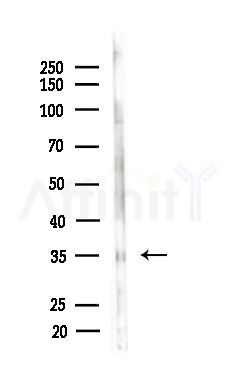 CAPZA1 Antibody - Western blot analysis of lysates from Mouse brain, using CAPZA1 Antibody at 1/1000 dilution.