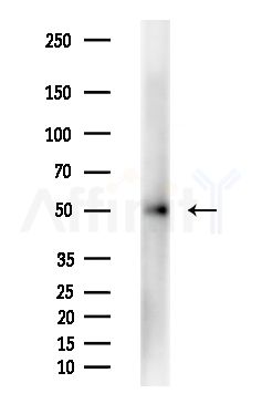 MAGT1 Antibody - Western blot analysis of extracts from Mouse liver, using MAGT1 Antibody at 1/1000 dilution.