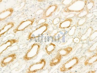MAGT1 Antibody - DF12161 at 1/100 staining human normal kidney tissue by IHC-P.
