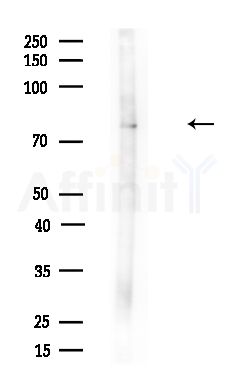 Melanophilin Antibody - Western blot analysis of lysates from Mouse brain, using Melanophilin Antibody at 1/1000 dilution.