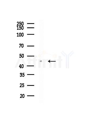 Annexin VII Antibody - Western blot analysis of lysates from A375 cells(heat-shock, 45min treatment), using Annexin VII Antibody at 1/1000 dilution.