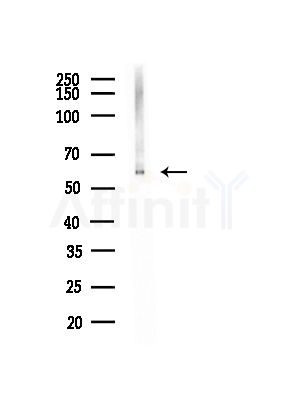 BCS1L Antibody - Western blot analysis of lysates from Mouse testis, using BCS1L Antibody at 1/1000 dilution.