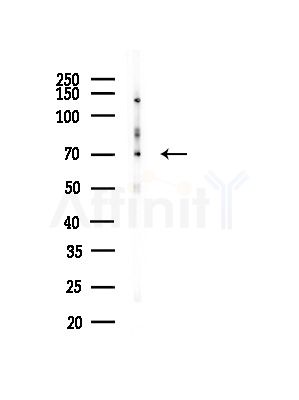 CKAP4 Antibody - Western blot analysis of lysates from Mouse testis, using CKAP4 Antibody at 1/1000 dilution.