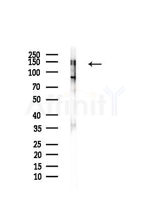 Collagen Type VI Antibody - Western blot analysis of lysates from Rat testis, using Collagen Type VI Antibody at 1/1000 dilution.