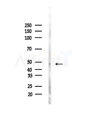 D2HGDH Antibody - Western blot analysis of lysates from Mouse liver, using D2HGDH Antibody at 1/1000 dilution.