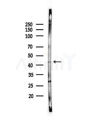 DNAJB14 Antibody - Western blot analysis of lysates from HepG2 cells(heat-shock,45min treatment), using DNAJB14 Antibody at 1/1000 dilution.