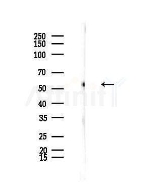 ERO1LB Antibody - Western blot analysis of lysates from Rat brain, using ERO1LB Antibody at 1/1000 dilution.