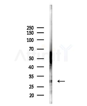 ETFB Antibody - Western blot analysis of lysates from Mouse liver, using ETFB Antibody at 1/1000 dilution.