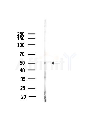 IFT52 Antibody - Western blot analysis of lysates from Mouse testis, using IFT52 Antibody at 1/1000 dilution.