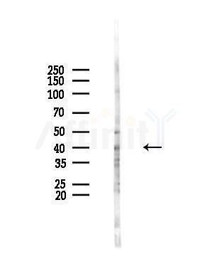 RBM4 Antibody - Western blot analysis of lysates from HUVEC cells(UV,30min treatment), using RBM4 Antibody at 1/1000 dilution.
