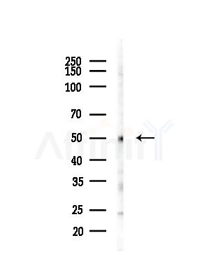 RCN2 Antibody - Western blot analysis of lysates from COLO205 cells(heat-shock,45min treatment), using RCN2 Antibody at 1/1000 dilution.