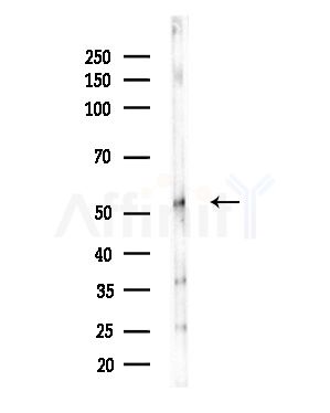 RCN2 Antibody - Western blot analysis of lysates from Mouse testis, using RCN2 Antibody at 1/1000 dilution.