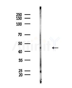 RSAD2 Antibody - Western blot analysis of lysates from Mouse brain, using RSAD2 Antibody at 1/1000 dilution.