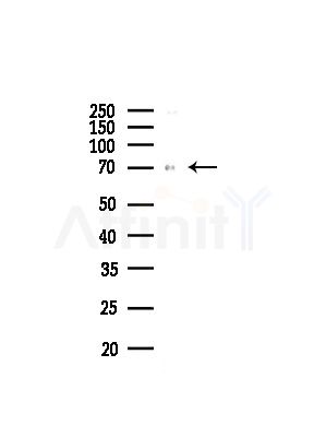 SRP68 Antibody - Western blot analysis of lysates from Rat testis, using SRP68 Antibody at 1/1000 dilution.
