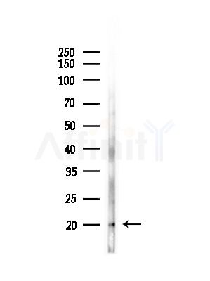 TIM22 Antibody - Western blot analysis of lysates from Mouse lung, using TIM22 Antibody at 1/1000 dilution.